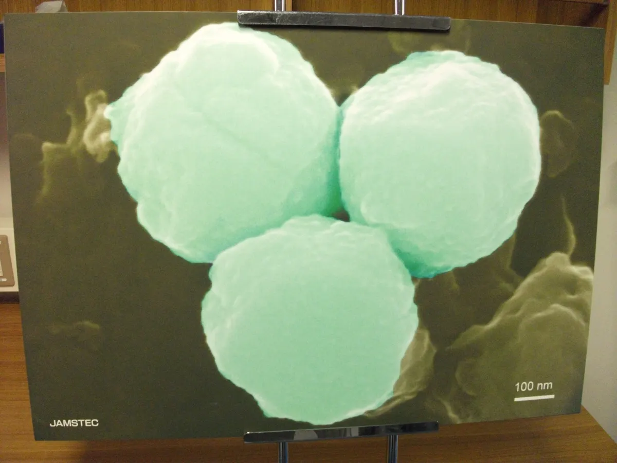 ちきゅう微生物写真