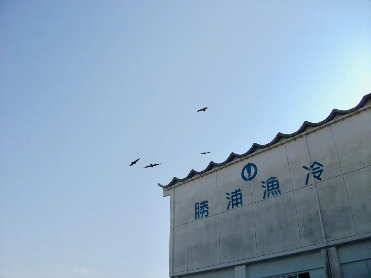 勝浦漁港晴天