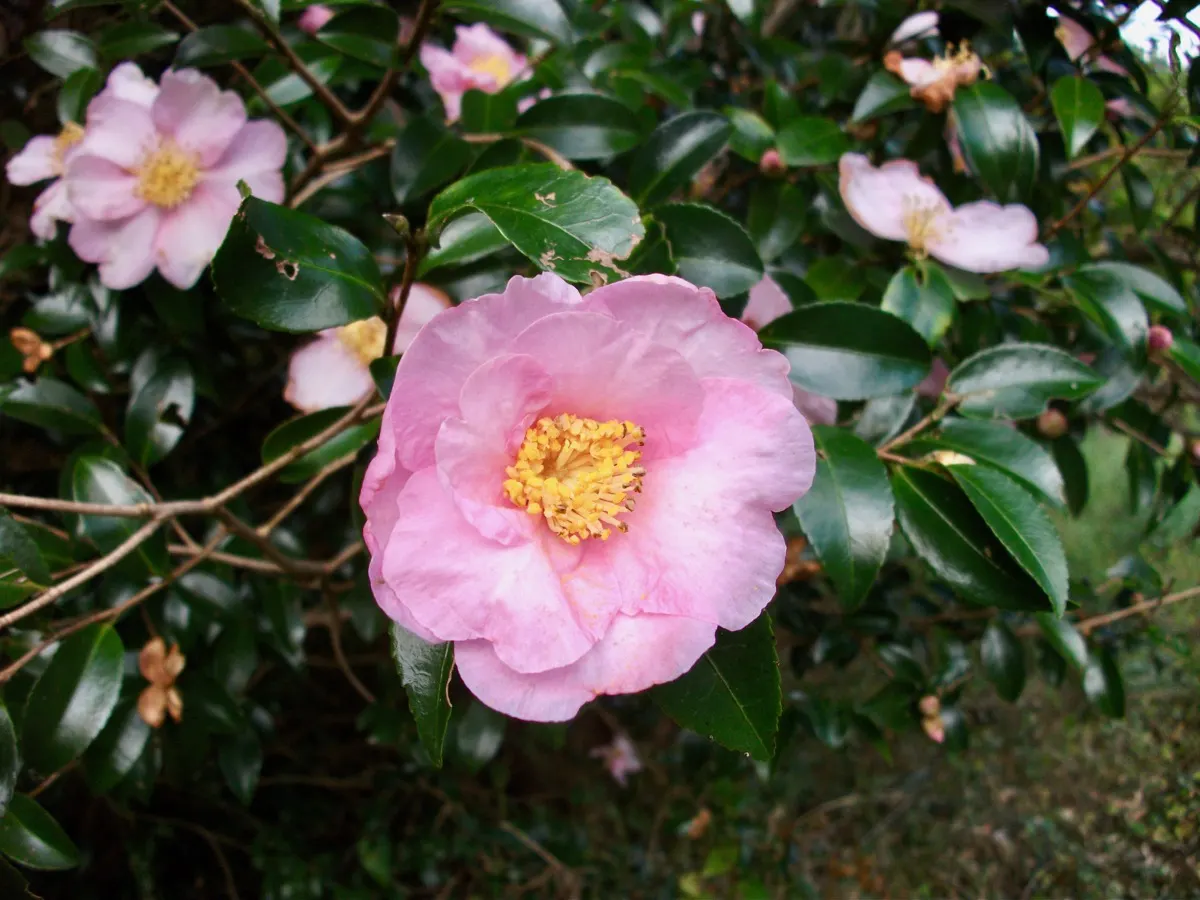 山茶花