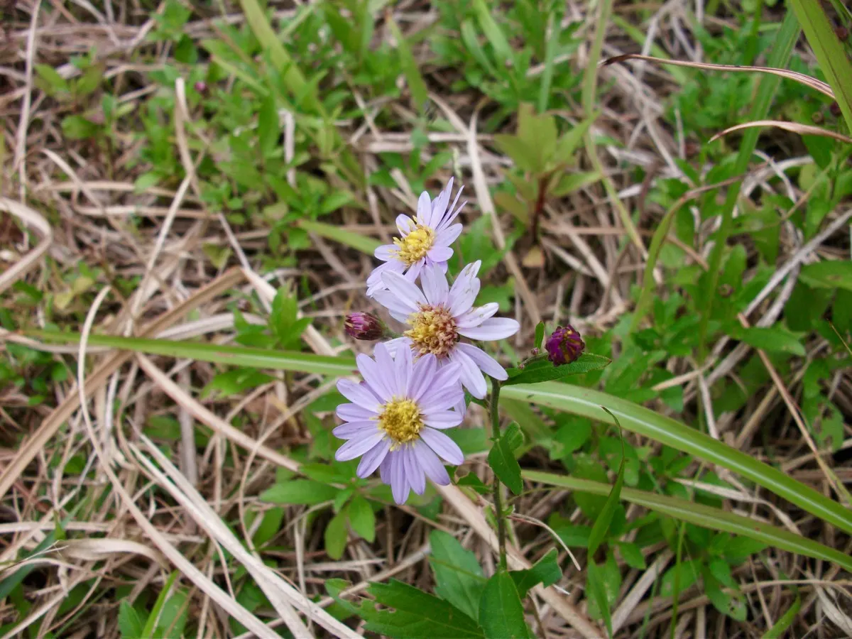 野菊