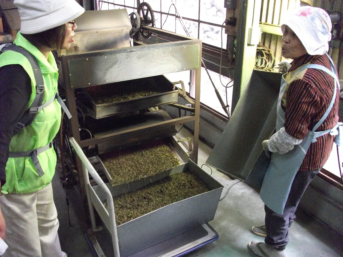 色川茶乾燥作業
