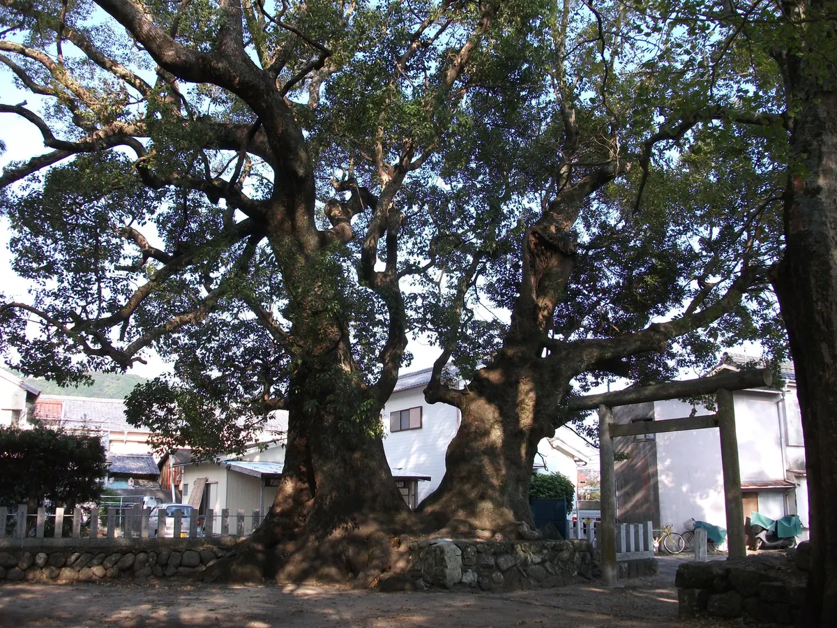 補陀落山寺のクスノキ