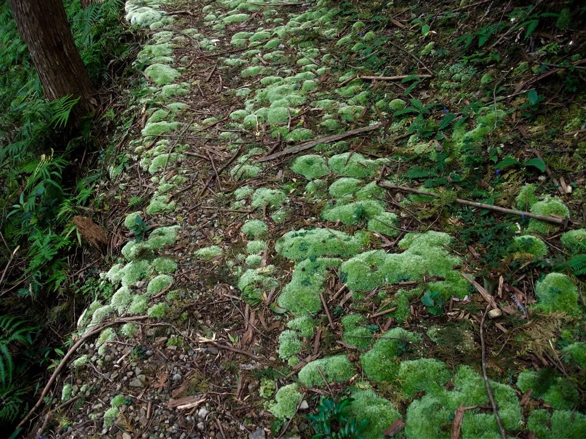小トトロが歩いてそうな苔道