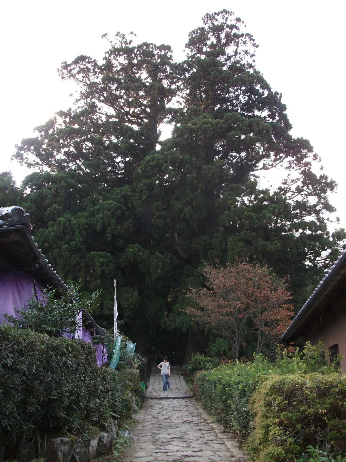 大門坂夫婦杉全景