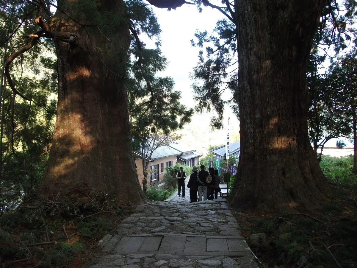 大門坂夫婦杉幹