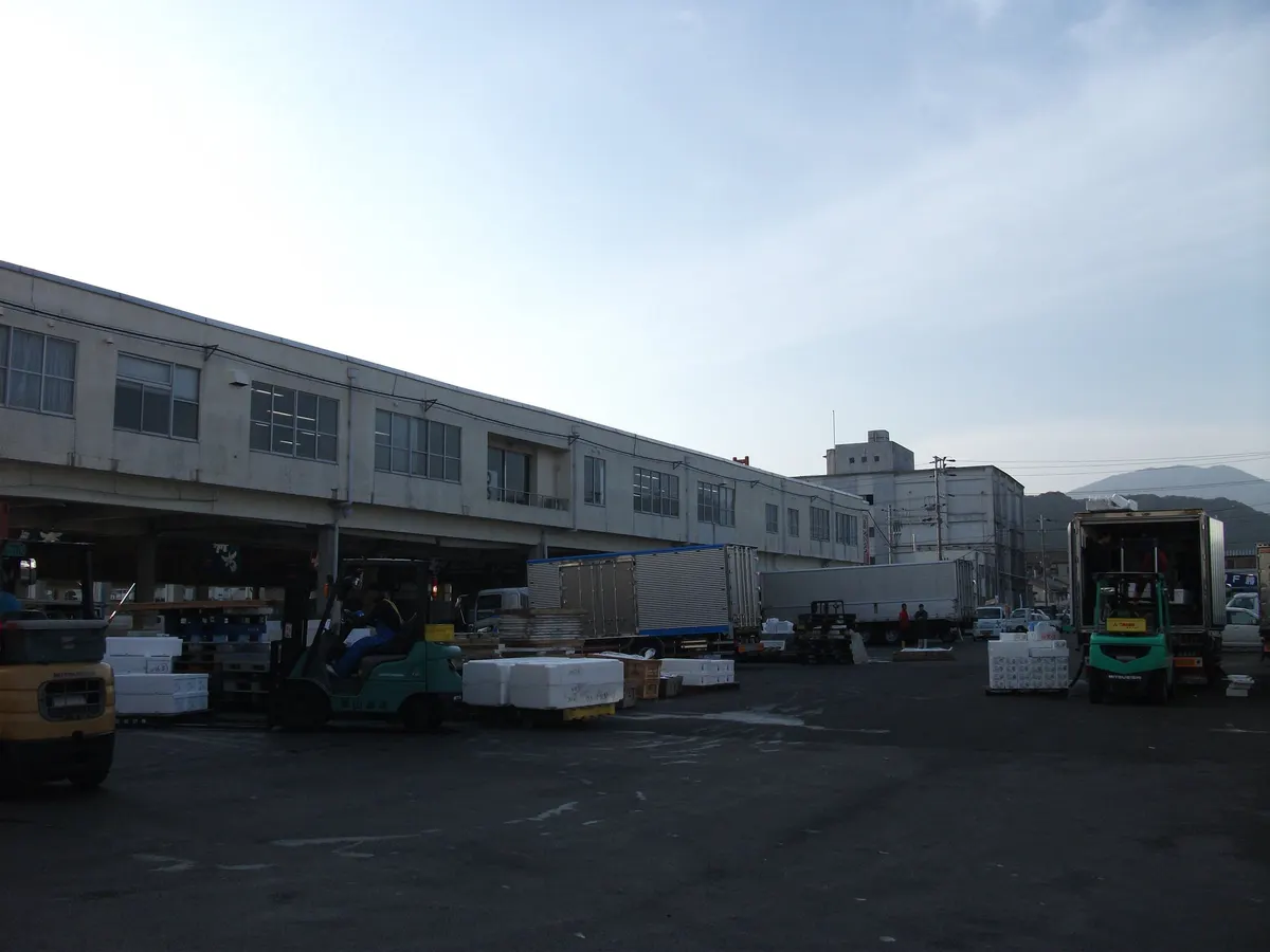漁港の出荷作業