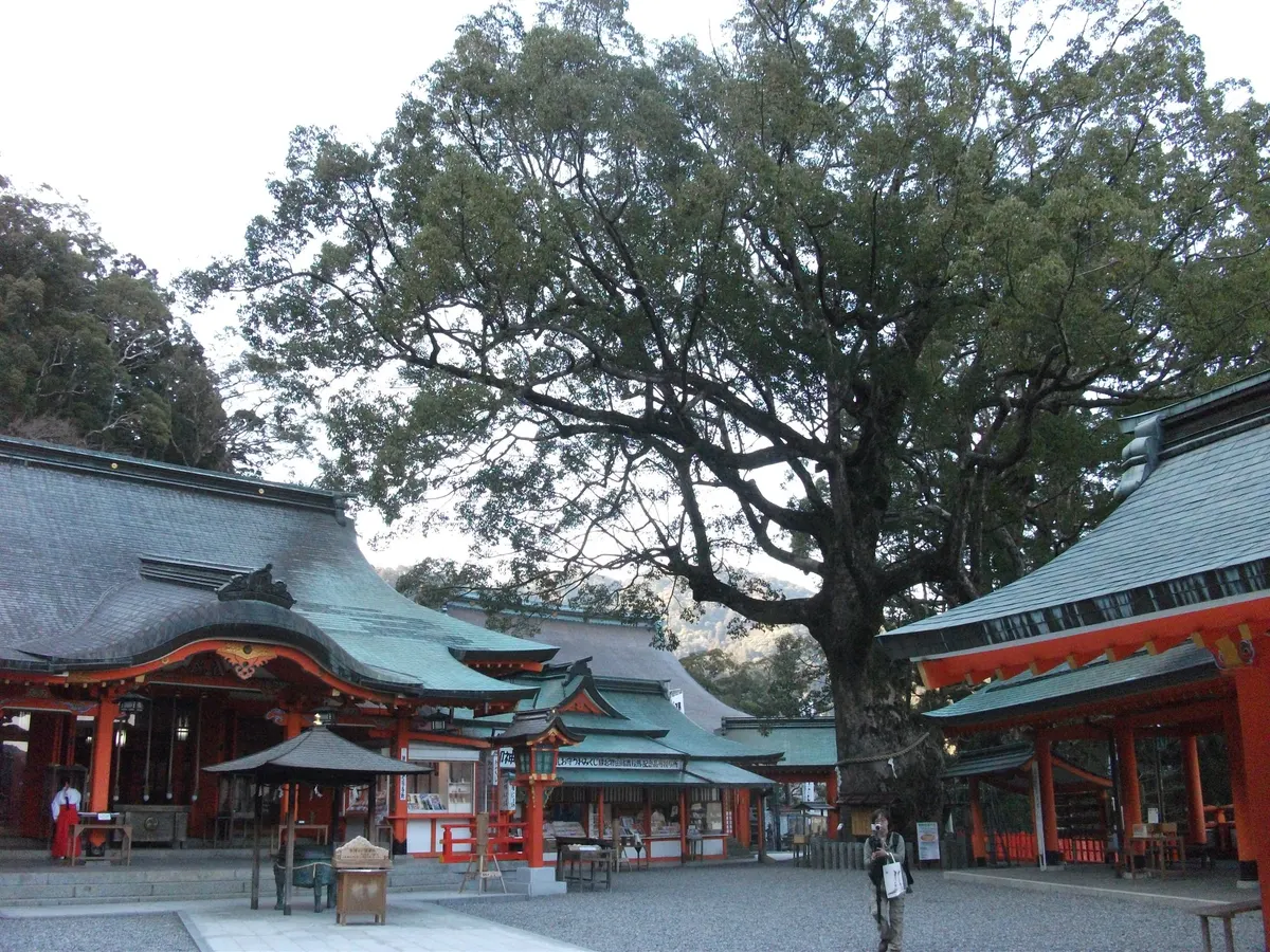 境内にそびえる推定樹齢800年のクスノキ