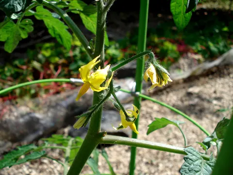 トマトの花
