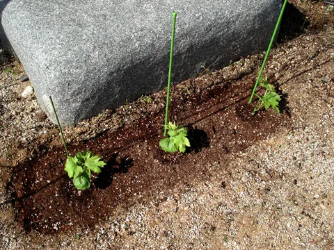 ゴーヤ植え付け