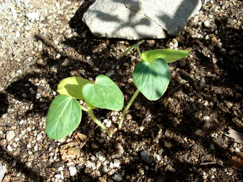 オクラ植え付け