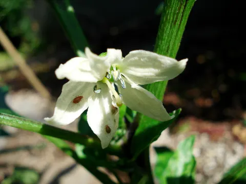 ししとうの花