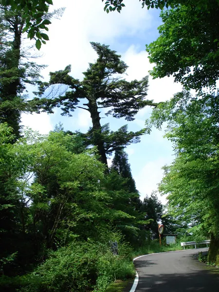 上林峠頂上目印の木
