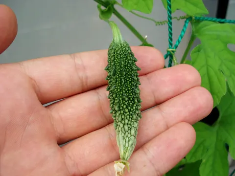小さいゴーヤ