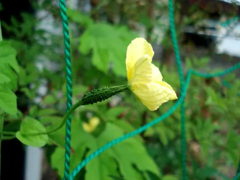 ゴーヤの花とゴーヤ
