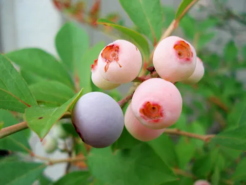 ブルーベリー